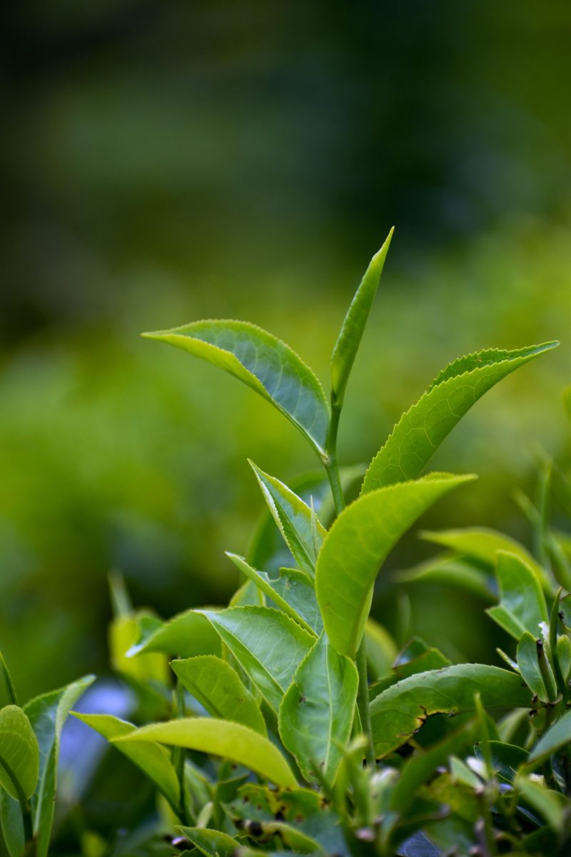 Rituel Midori - YumeGin Massage à Carbon-Blanc